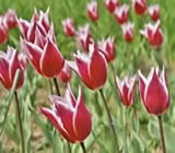 Floricultura no Jabaquara